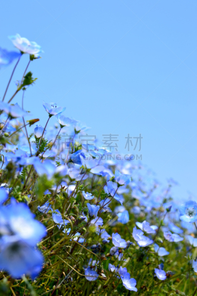 喜林草