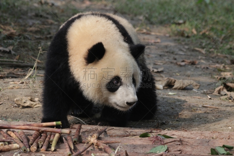 大熊猫,成都,中国,小熊,幼兽,竹,熊,自然,美,野生动物