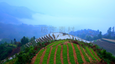 梯田,龙胜,龙脊梯田,竹林,桂林,水平画幅,高视角,当地著名景点,早晨,户外