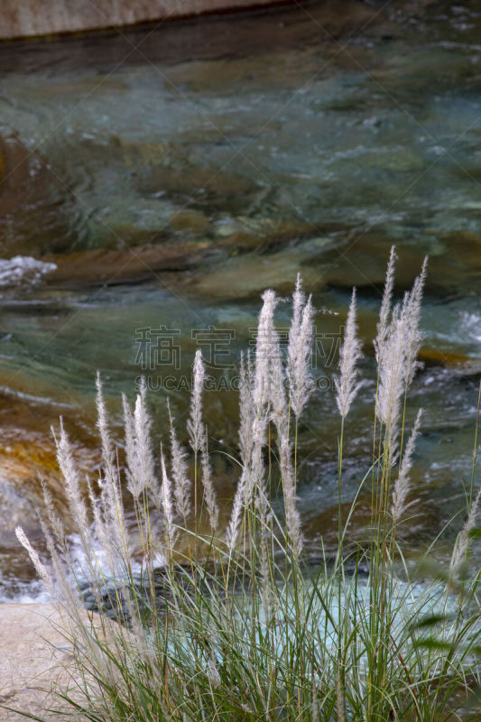 芦苇,风景,花莲,小溪,草,太鲁阁公园,居住区,活力,纯净,清新