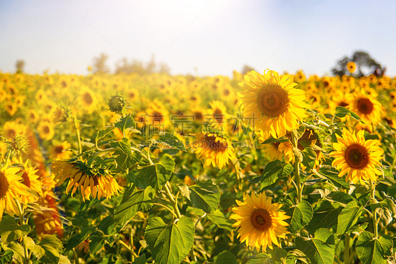 大量物体,田地,向日葵,农业,Sunflower Pollen,环境,自然美,春天,农场