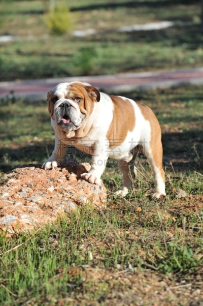 纯种犬,英格兰斗牛犬,草,派克大街,成年的,可爱的,肖像,狗,脊椎动物
