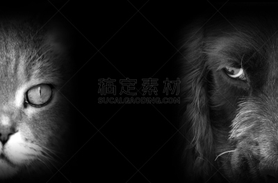 狗,肖像,猫