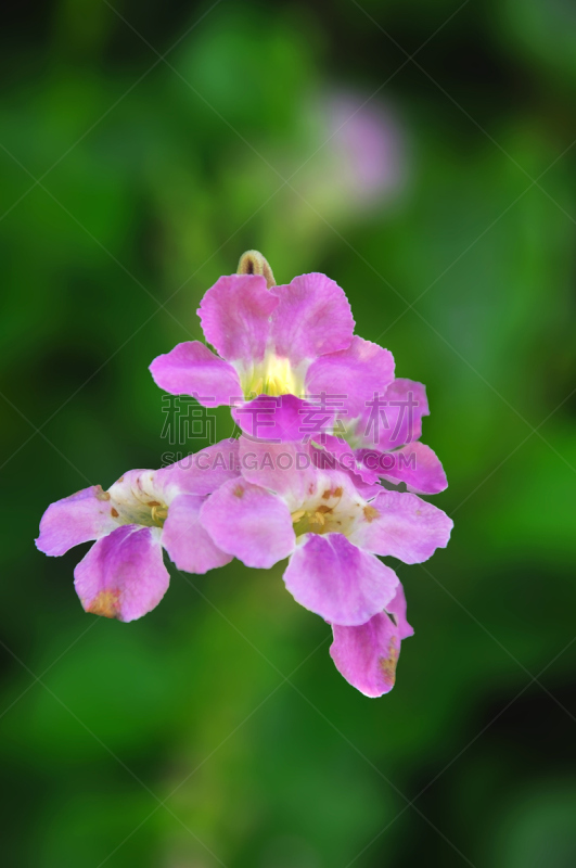 韩国,雨,自然美,前面,南大门,英文字母n,朝鲜民族,垂直画幅,夜晚,户外