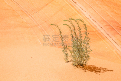 沙岩,沙漠,亚利桑那,幼小动物,绿色,沙子,层次,背景幕,山艾树,橙色