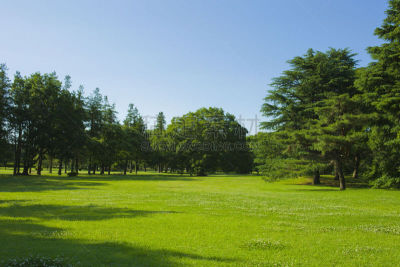 草坪,园林,农业,彩色背景,黄昏,公园,草,草皮,阴影,植物