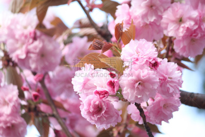 樱花,对称,春天,3到4个月,重瓣花,植物,户外,园艺,日本,花