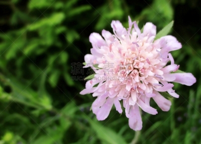 Plan très rapproché d'une fleur violet pâle de scabieuse ( knautie) des champs. Sujet décentré sur la droite. Prairie verte floutée en arrière plan. Lac de Longemer, Vosges, France. Eté 2019.