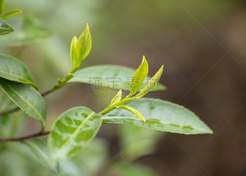 春天,茶树,欧洲赤松,清明节,饮料,农业,茶叶,绿茶,清新,红茶