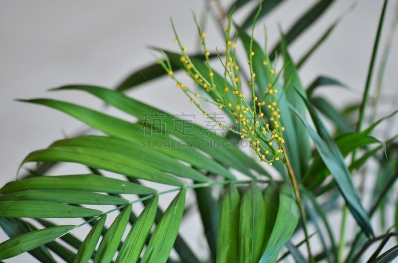 棕榈树,Bamboo Palm,贝拉棕树木,花盆,春天,植物,秀丽隐杆线虫,礼物,花,生长