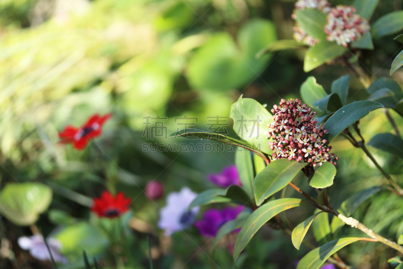 茵芋,可爱的,公园,色彩鲜艳,自然美,春天,植物,背景,户外,园艺