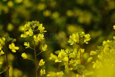 芸苔,花
