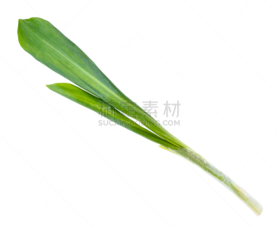熊葱,白色,嫩枝,清新,简单背景,蔬菜,自然界的状态,一个物体
