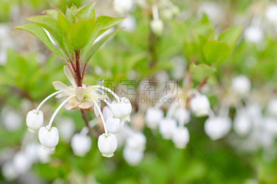 圆角菜,特写,白色,自然,季节,鲜花盛开,图像,春天,无人,植物