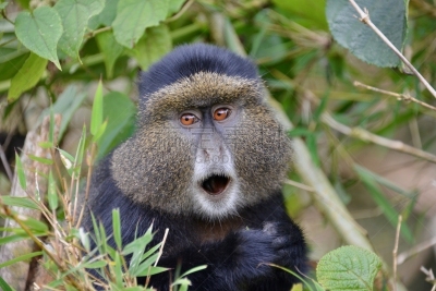金丝猴,parc national des volcans,猴子,濒危物种,动物主题,戴安福西,杂技活动,野生动物,肖像,环境
