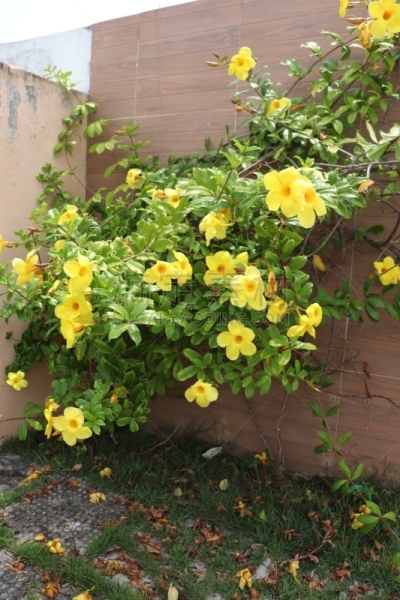 软枝黄蝉,自然,垂直画幅,图像,花朵,美,花瓣,叶子,春天,花头
