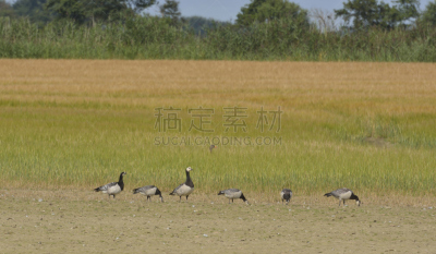 黑雁,豆雁,野生动物,水平画幅,雁属,鹅肉,丘陵鹅,鸟类,动物身体部位,观鸟