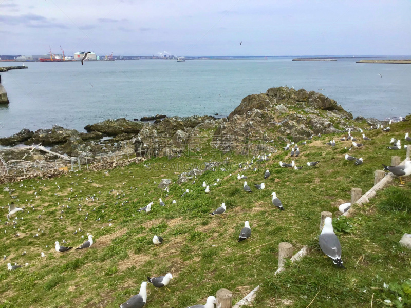 日本,海鸥,八户,大群动物,黑色,黑面海鸥,云,橙子,著名景点,鸟类