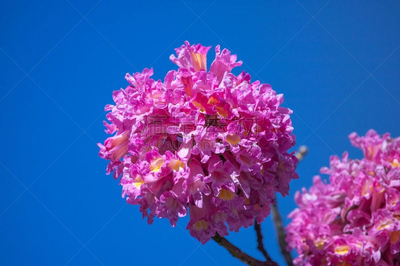 天空,蓝色,小号,粉色,斑叶钟花树,气候,热带气候,浪漫,植物,巴西