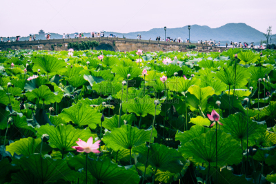 杭州,苏州,浙江省,名声,东亚人,公园,池塘,园林,植物,户外