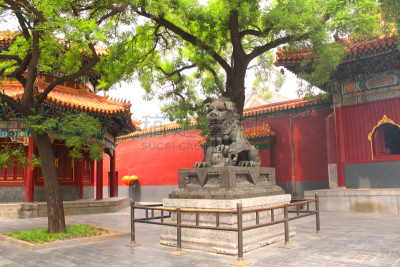 中国,北京,狮子,雕像,雍和宫,户外,远古的,古老的,著名景点,传统