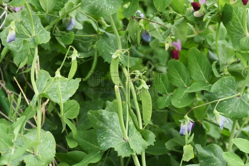 豌豆,雪,农业,蔬菜,清新,自然界的状态,菜园,食品,成分