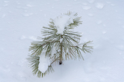 杰弗里松木,雪,特写,婴儿,气候,寒冷,清新,一个物体,松木,环境