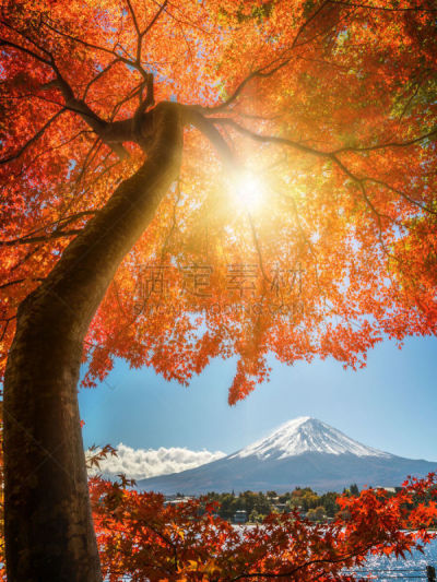 富士山,秋天,日本,彩色图片,垂直画幅,水,樱花,樱桃,雪,无人