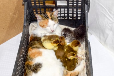 野生猫科动物,小鸭子,母亲,欢迎标志,欧弗,盒子,维格利球场,哺乳纲,青年人,毛绒绒