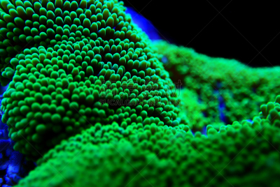 地毯海葵,地毯,绿色,海葵,农业,深的,野生动物,环境,视力,环境保护