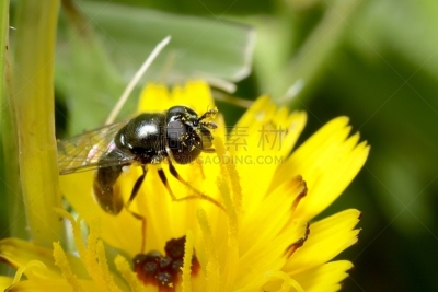 食蚜蝇,Hawks Beard,信笺针,花
