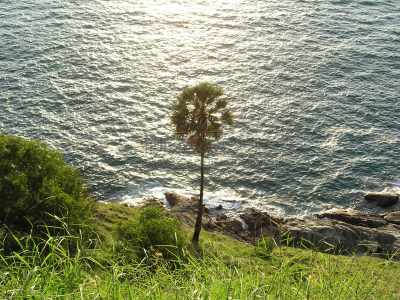 一个人,棕榈树,2004印度洋地震海啸,海啸,水,公园,水平画幅,椰子,户外,泰国