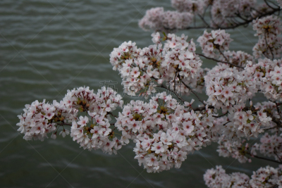 华盛顿特区,春天,花头,樱花节,国内著名景点,华盛顿纪念碑,彩色背景,水库,植物