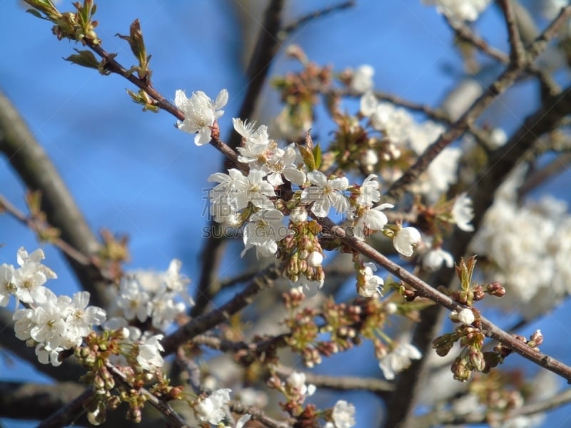 春天,格林威治村,花