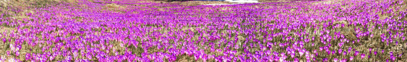 番红花属,塔特里山脉,山谷