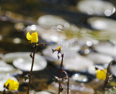 Floating and submerged aquatic perennial with slender stems all of one kind. Leaves oval in outline, pinnately divided into narrow, toothed segments, each tooth tipped by a bristle or several bristles; bladders 3mm. Flowers deep yellow, 12-18mm, 4-10 in t