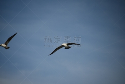自然,安静,背景分离,自由,野生动物,图像,翅膀,动物群,非常寂静,动物身体部位