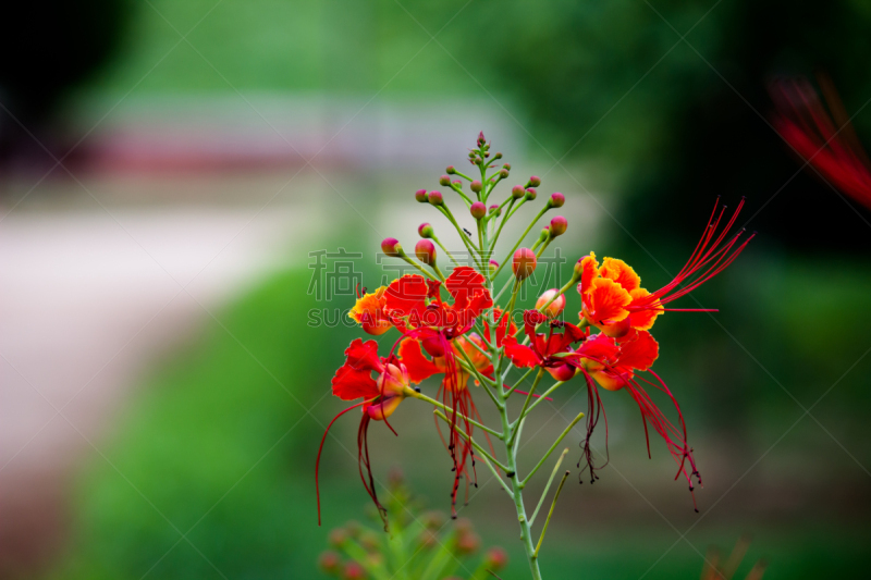凤凰木,花