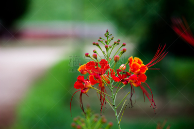 凤凰木,花