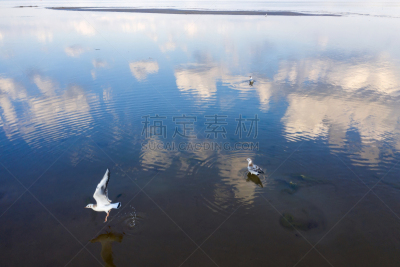 水,浅的,汽车视镜,芬兰海湾,深的,云景,环境,云,水面,鸟类