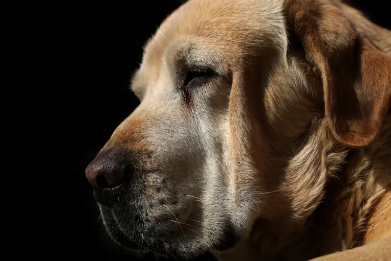 古老的 可爱的 拉布拉多犬 侧面像 黑色背景 分离着色 注视镜头 纯种犬 背景分离图片素材下载 稿定素材 古老的 可爱的 拉布拉多犬 侧面像 黑色背景 分离着色 注视镜头 纯种犬 背景分离图片素材下载 稿定素材