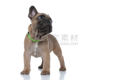 可爱的,衣服,侧面视角,小的,衣领,向上看