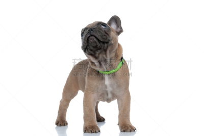 法国斗牛犬,可爱的,衣服,衣领,向上看