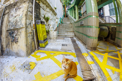 猫,流浪动物,水平画幅,无人,荷李活道,户外,都市风景,群众,楼梯,建筑业