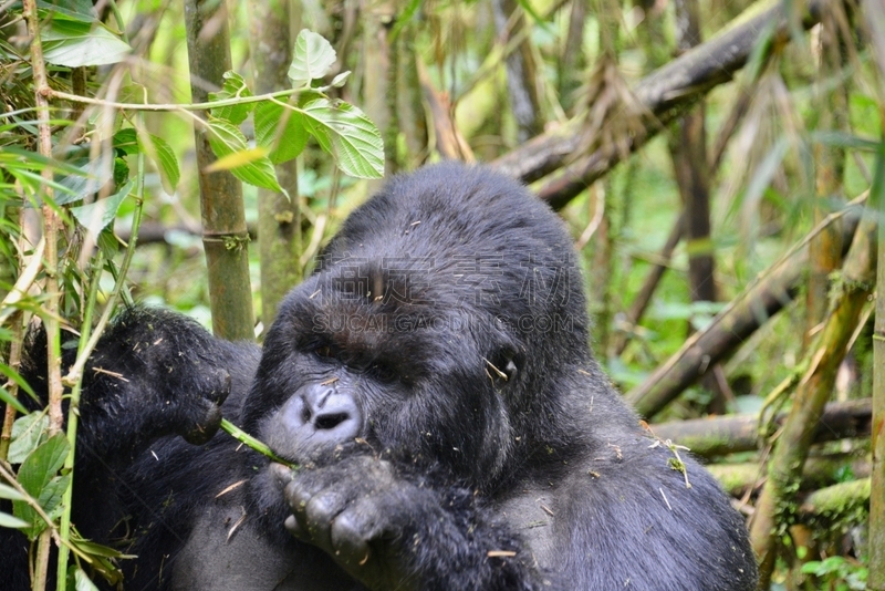 高山大猩猩,parc national des volcans,猴子,濒危物种,动物主题,戴安福西,杂技活动,野生动物,肖像,环境