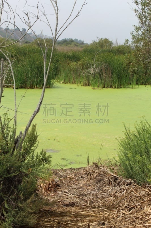 沼泽,选择对焦,淡水,灵感,环境,环境保护,自然美,夏天,户外,普拉亚德雷