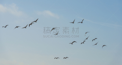 天空,冬天,雁属,编队飞行,羊群,国家公园,安静,野生动物,动物,鸟类