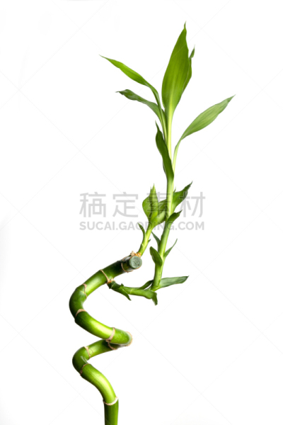 影棚拍摄,笋,白色背景,分离着色,秧苗