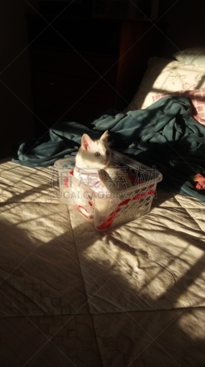 小猫,背景分离,肖像,哺乳纲,小的,动物,动物习性,纯种猫,巴西,蓝色眼睛