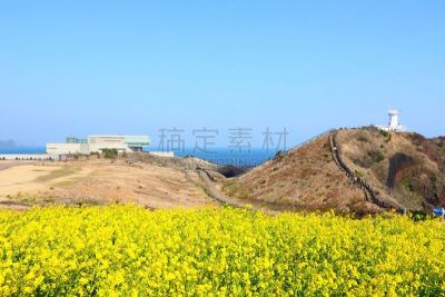 春天,油菜花,海岸线